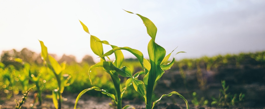 Linde and Heidelberg Materials Announce Large-Scale Carbon Capture ...