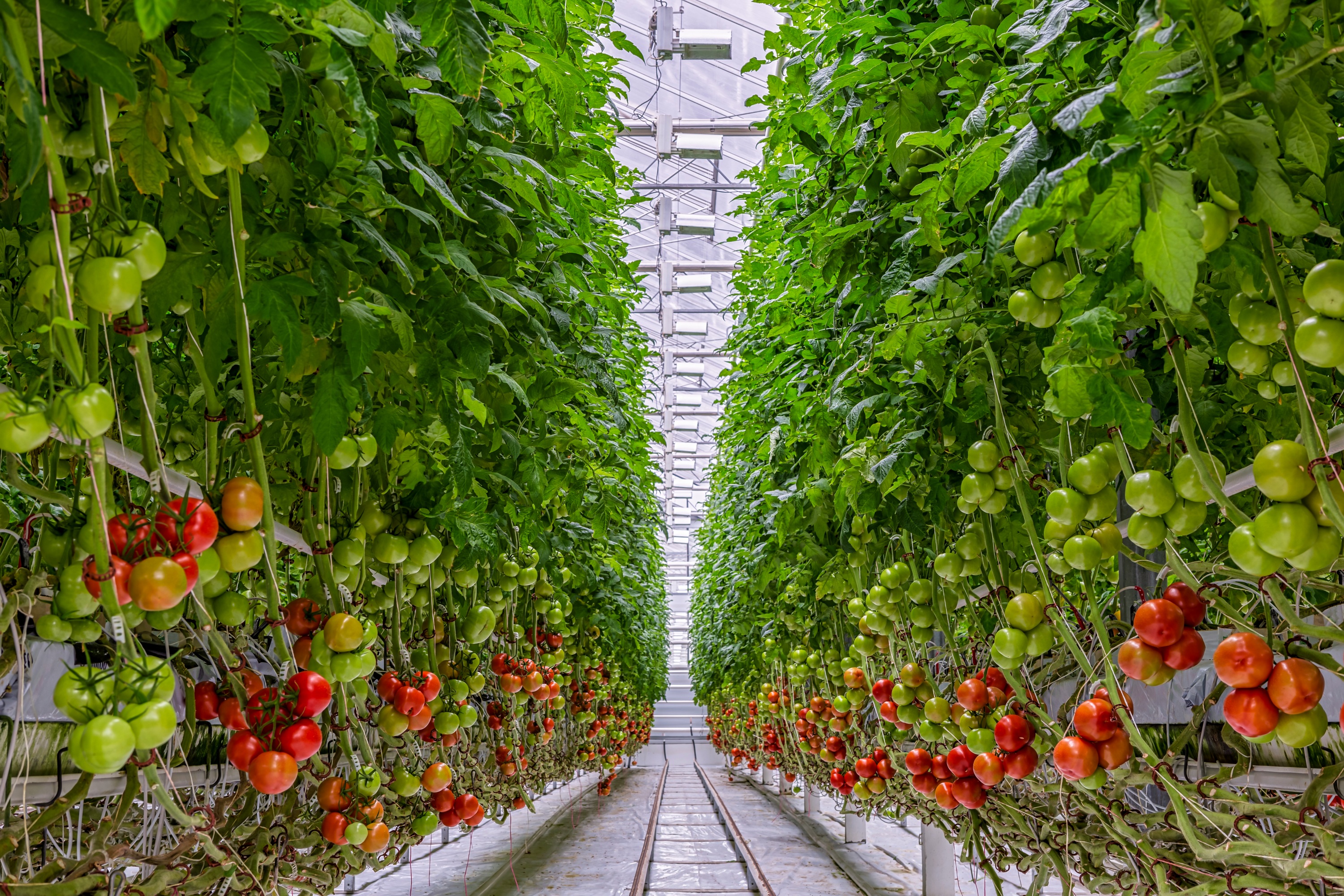 Tomatoes ripening on hanging stalk in greenhouse
