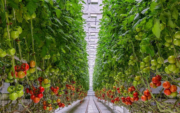 Tomatoes ripening on hanging stalk in greenhouse