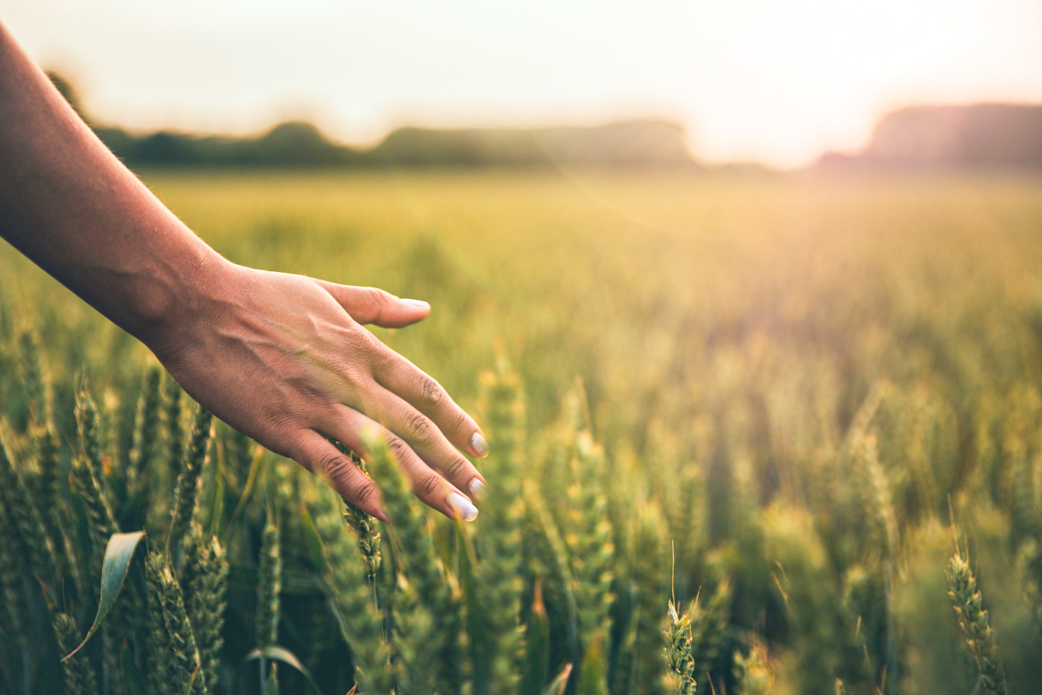 Hand touching agriculture crop