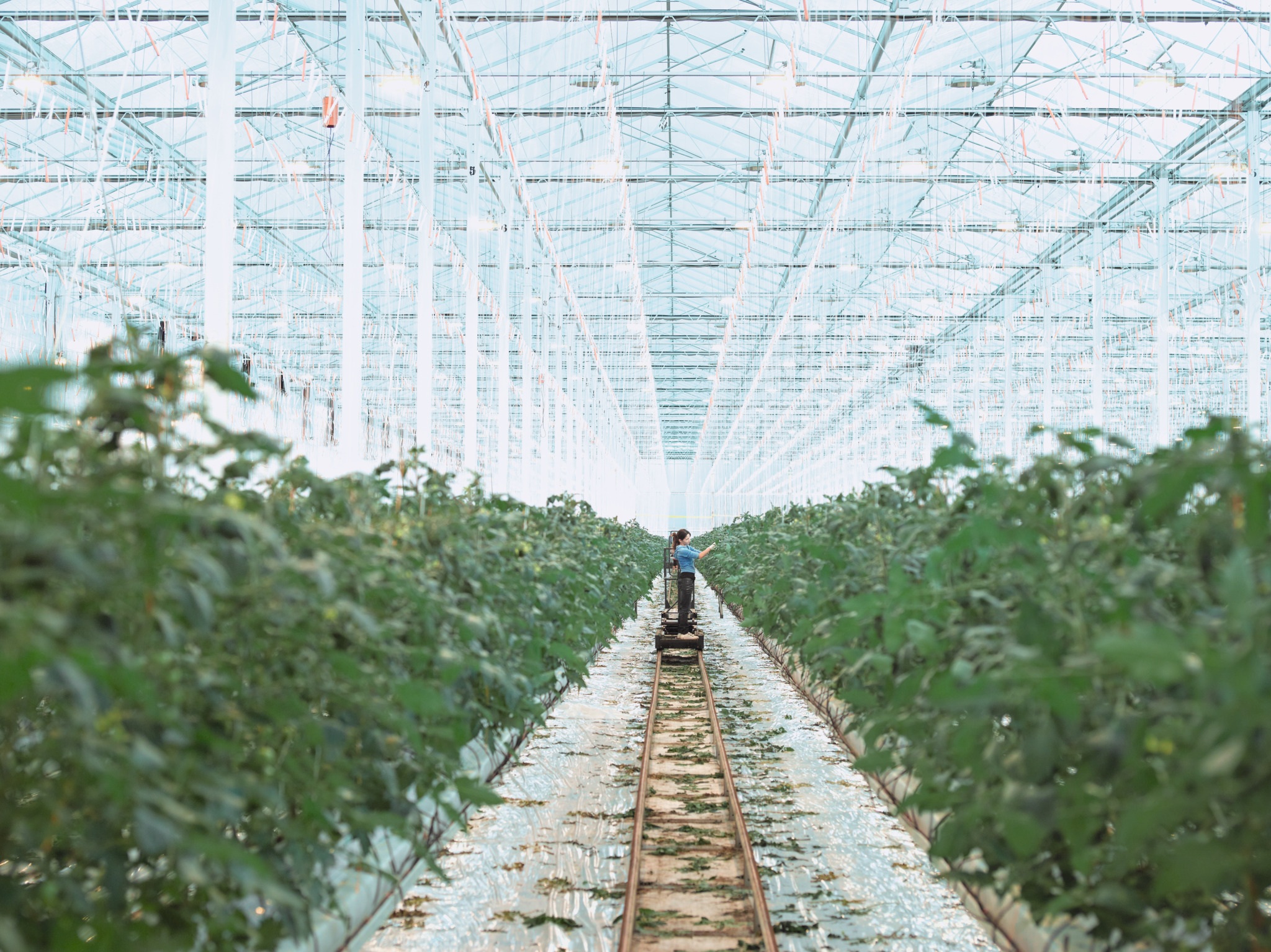 Voor u, de glastuinder