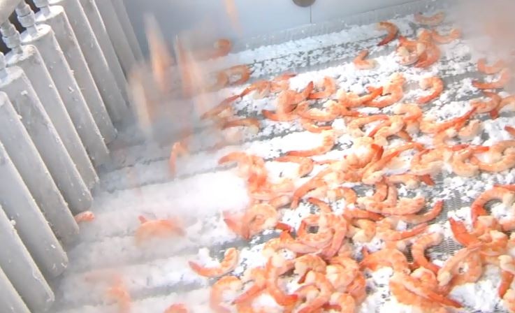 IQF shrimp testing
