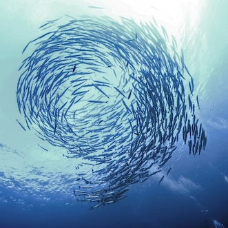 School of fish from below