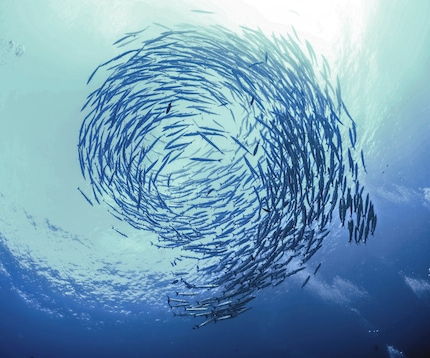 School of fish from below