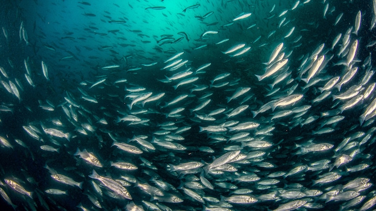 Dense school of fish