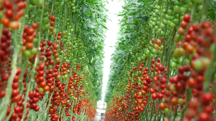 Tomatoes growing in glass greenhouse