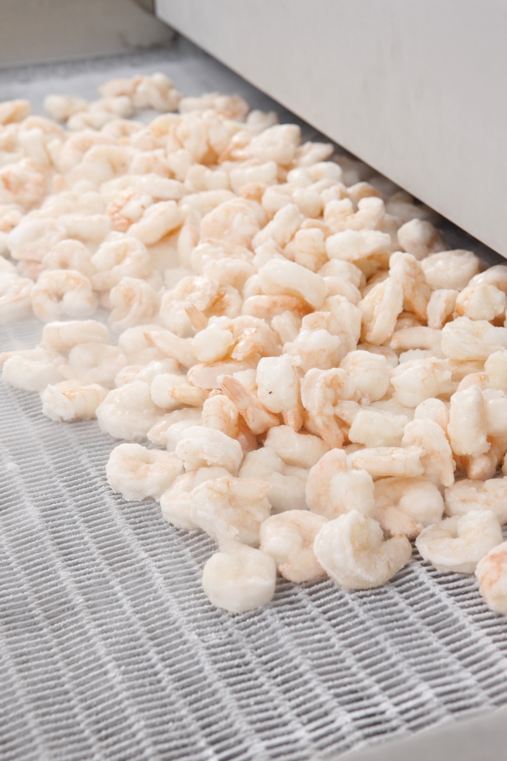 Frozen shelled shrimp exiting cryogenic freezer