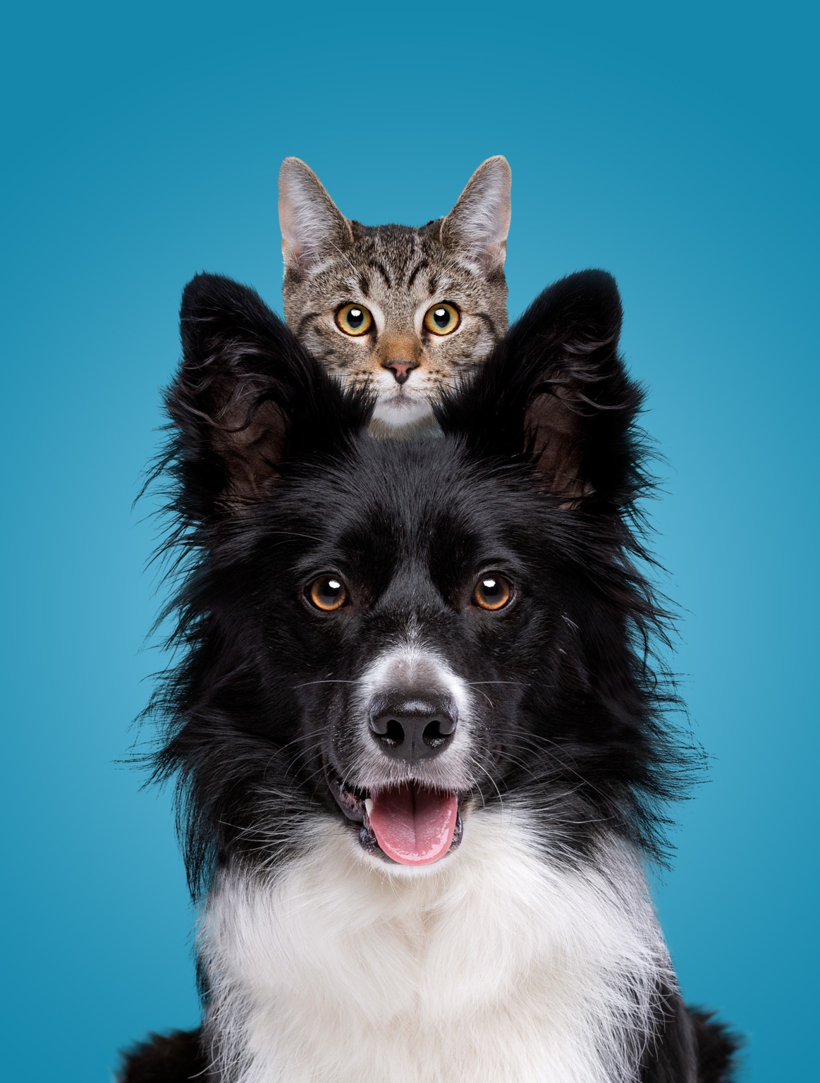Cat sitting on dog, both looking straight ahead