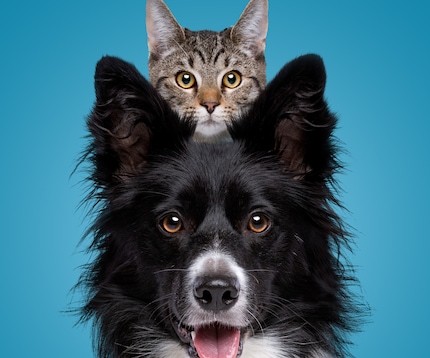 Cat sitting on dog, both looking straight ahead