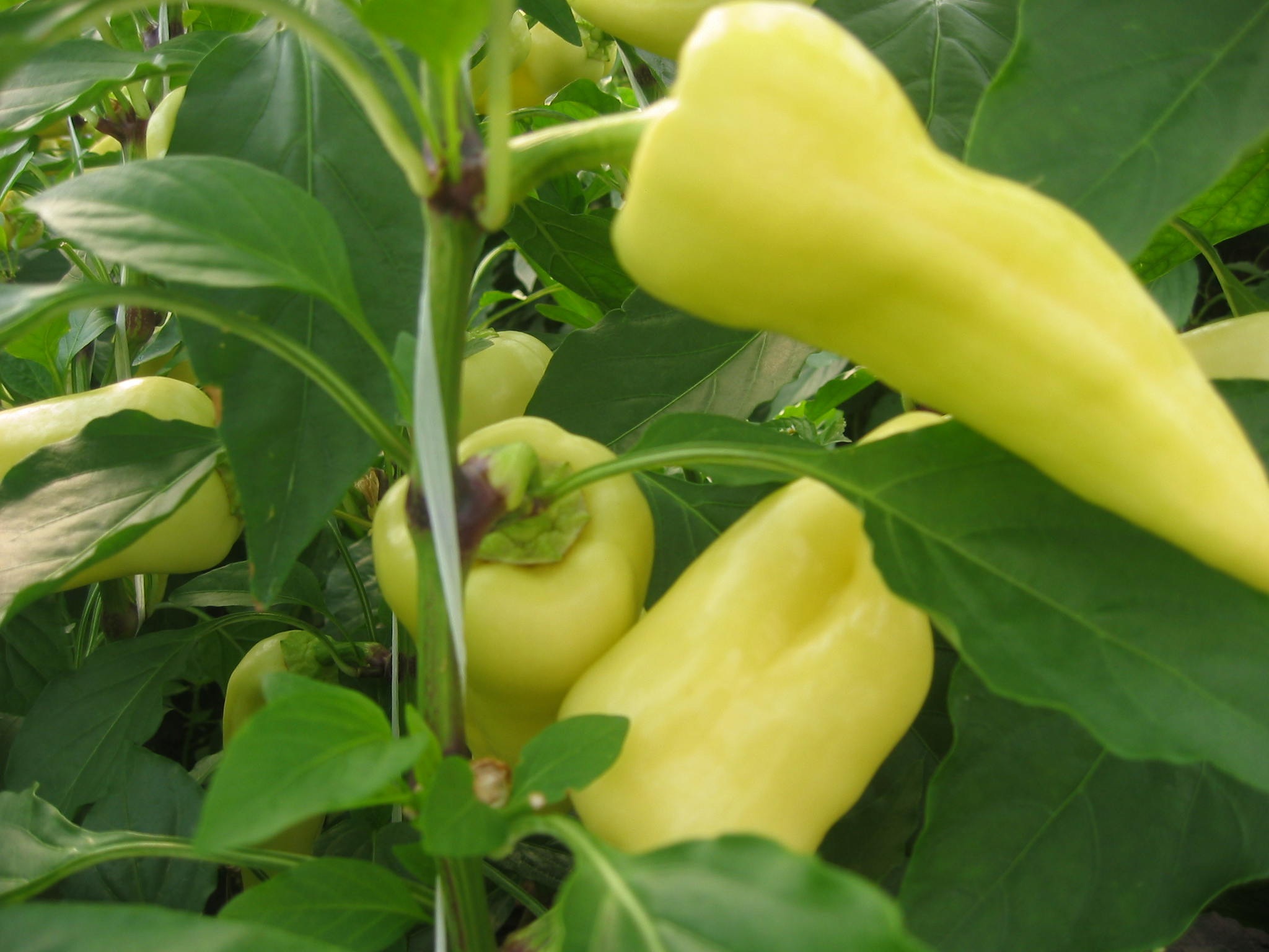 Sweet yellow peppers